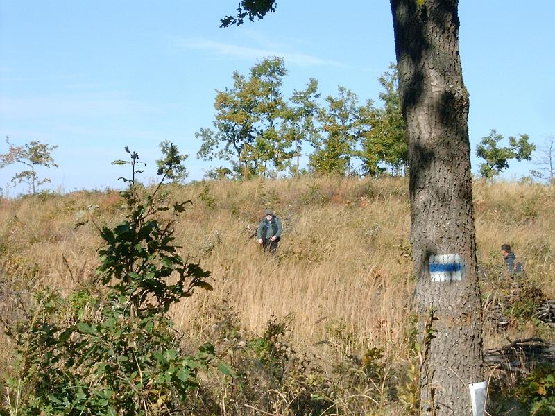 szate044.jpg
