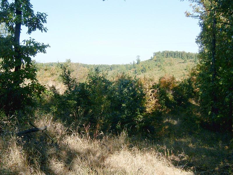 szate045.jpg