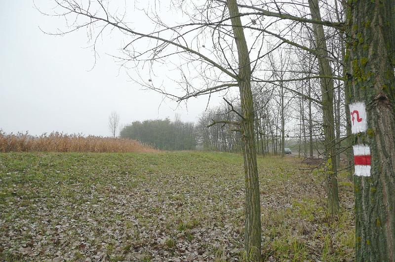 birke_05.jpg
