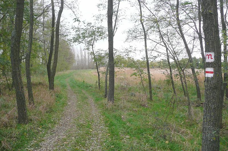 birke_08.jpg