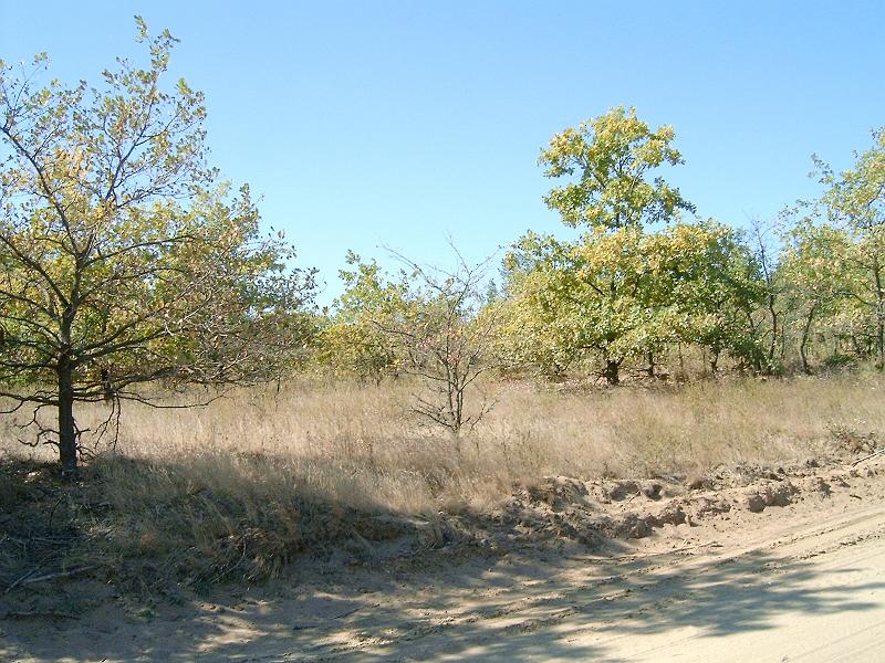 harangodi_erdo_012ee.jpg