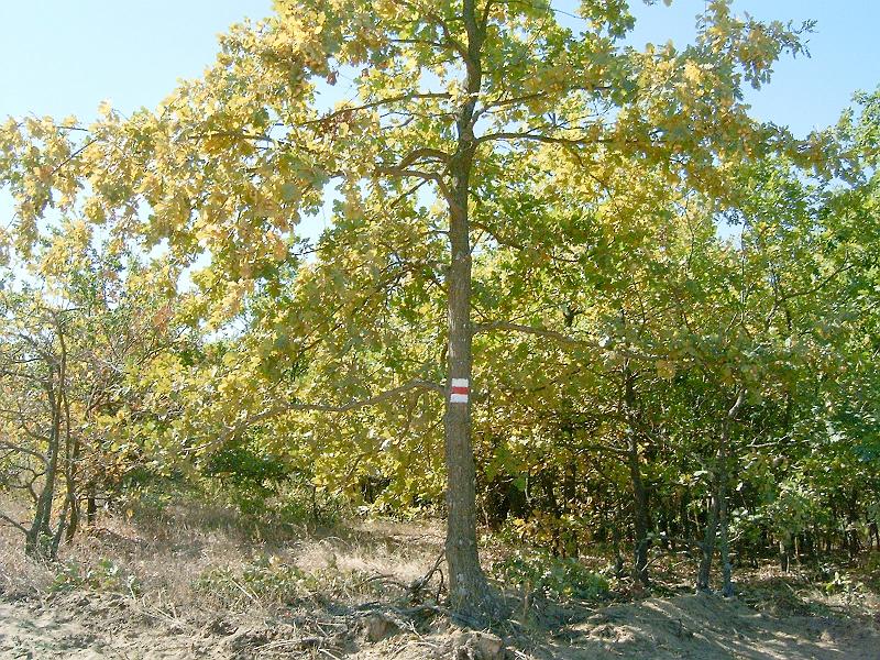 harangodi_erdo_012g.jpg