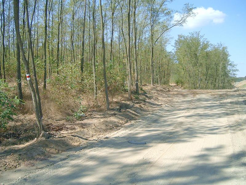 harangodi_erdo_019.jpg
