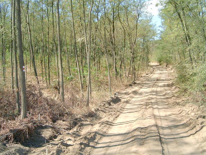 harangodi_erdo_021.jpg