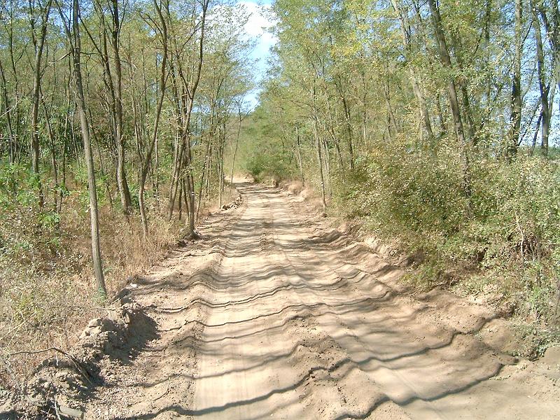 harangodi_erdo_022.jpg