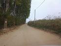 birke_55a