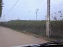 birke_60