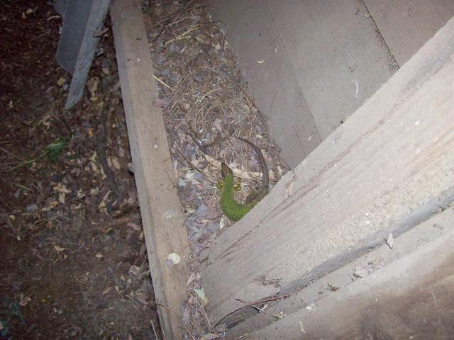 2009.08.16.019.jpg